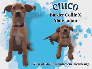 Chico