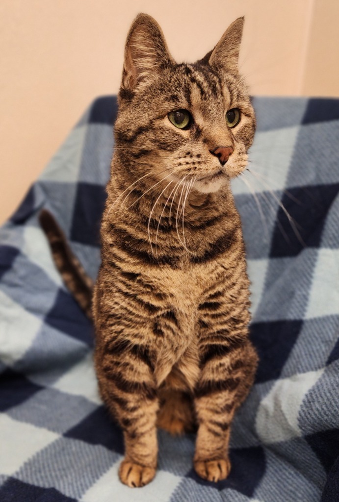 Riso, an adoptable Domestic Short Hair in Superior, WI, 54880 | Photo Image 1