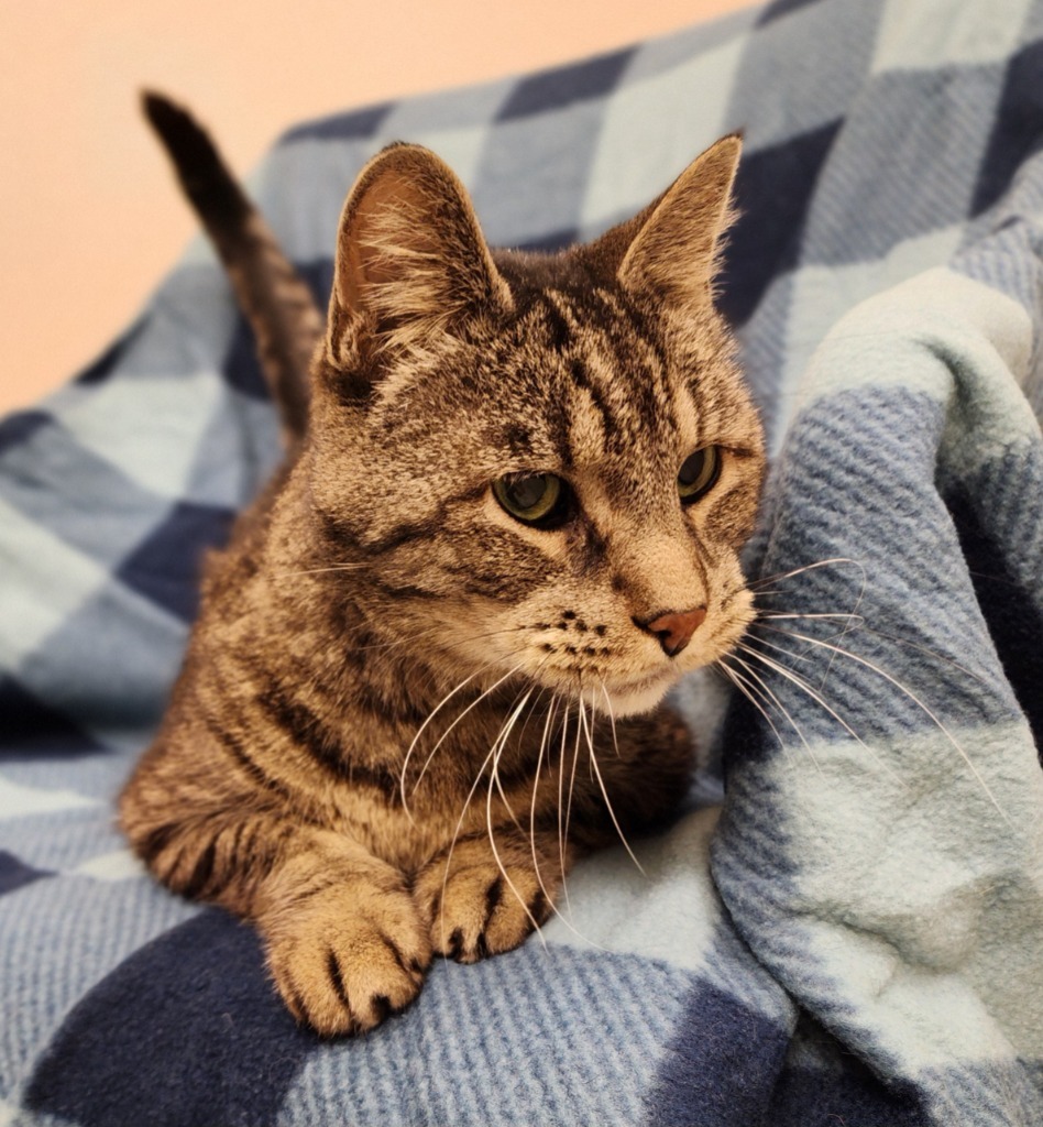 Riso, an adoptable Domestic Short Hair in Superior, WI, 54880 | Photo Image 2
