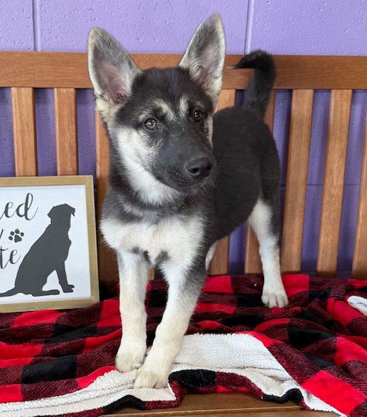 Cindy Lou thumbnail 2