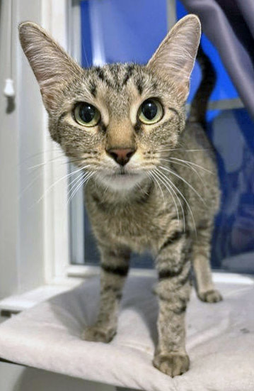 Genevieve thumbnail 2