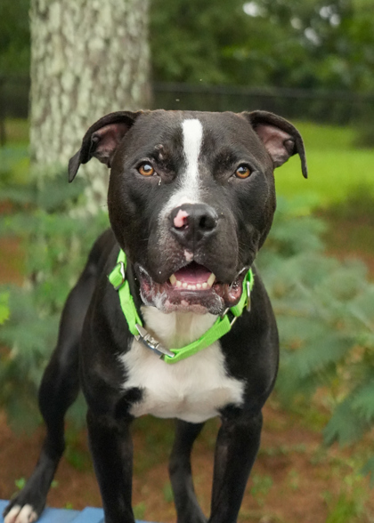 Midnight thumbnail 3