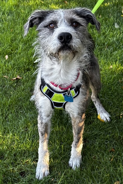 Aldo, an adoptable Mixed Breed in Walla Walla, WA, 99362 | Photo Image 1