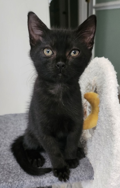 A Willow Petco West photo 1