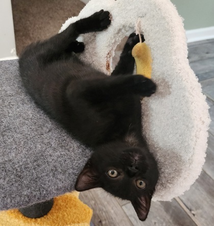 A Willow Petco West thumbnail 2