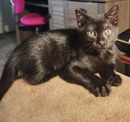 A Willow Petco West thumbnail 3