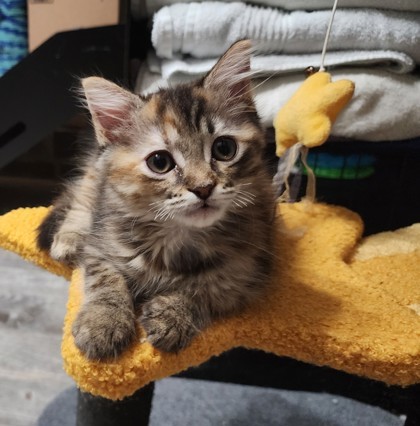 A Hazel Petco West photo 1