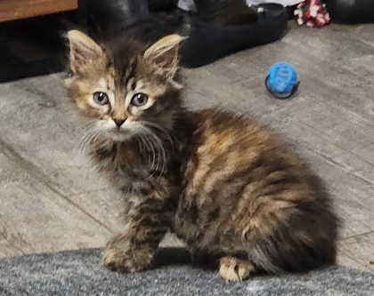 A Hazel Petco West thumbnail 2