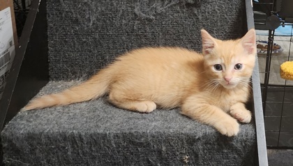 A Jack Petco West photo 1