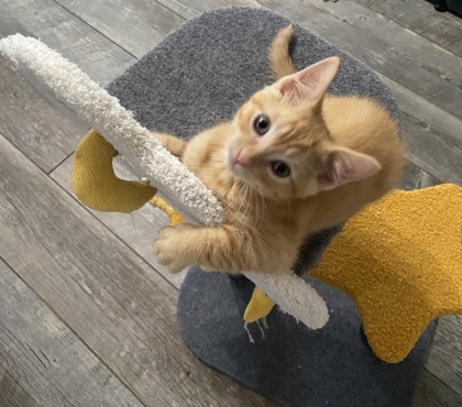 A Jack Petco West thumbnail 2