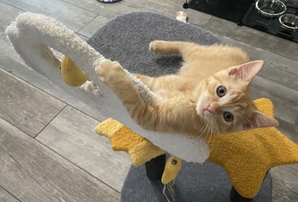 A Jack Petco West thumbnail 3