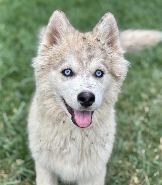 Adopt BOG