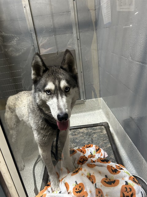 Adopt MOOKIE