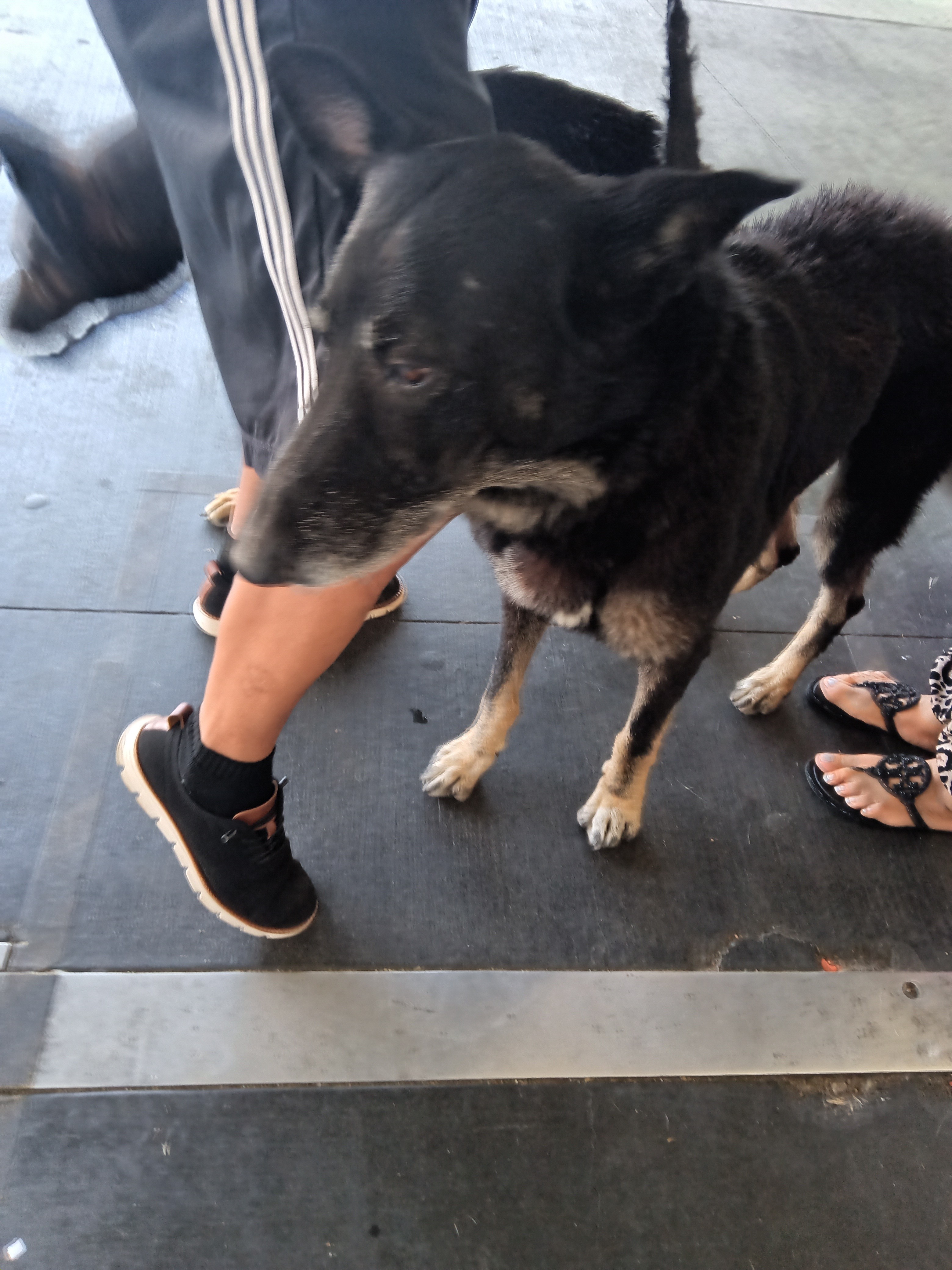 Adopt SAM