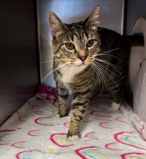 Merida, an adoptable Domestic Short Hair in Great Falls, MT, 59405 | Photo Image 1