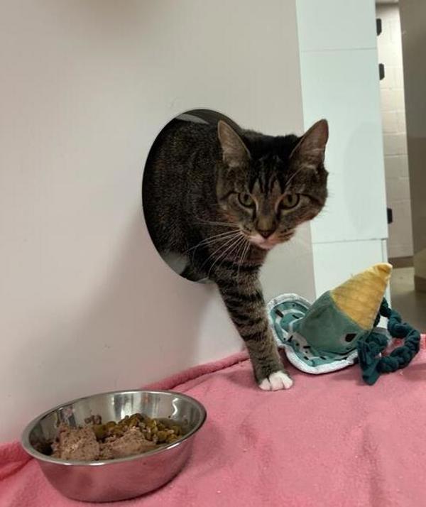 Merida, an adoptable Domestic Short Hair in Great Falls, MT, 59405 | Photo Image 2