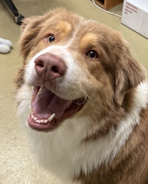 Adopt Wallen