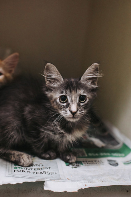 A Mocha Petsmart West photo 1