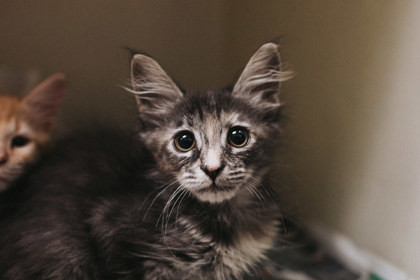 A Mocha Petsmart West thumbnail 2