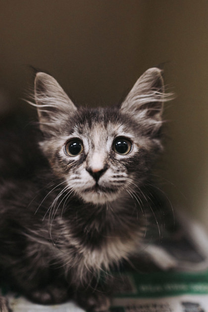 A Mocha Petsmart West thumbnail 3