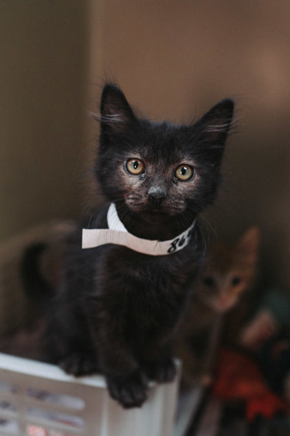 A Bear Petsmart West photo 1