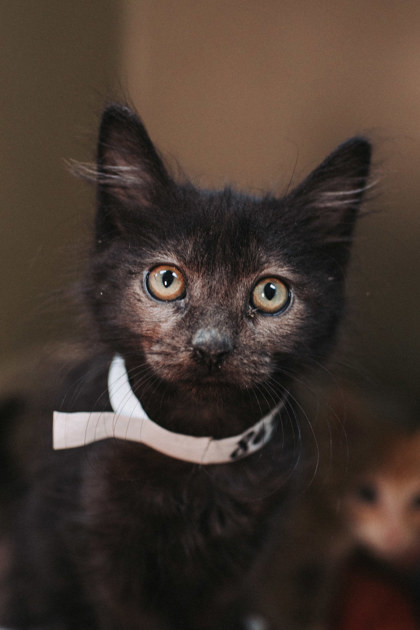 A Bear Petsmart West thumbnail 2