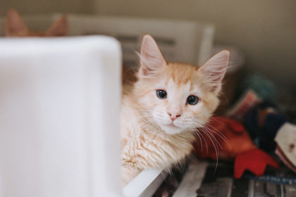 A Garfield Petsmart West photo 1