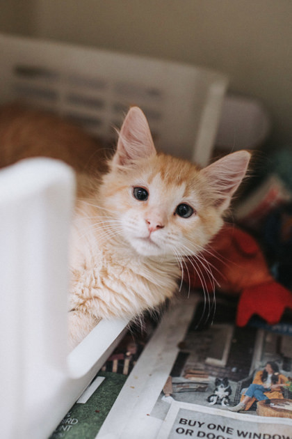 A Garfield Petsmart West thumbnail 2