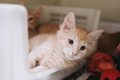 A Garfield Petsmart West thumbnail 3