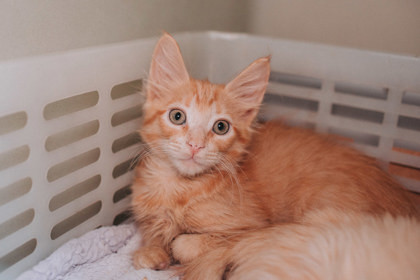 A Maplepetsmart West Ashley photo 1