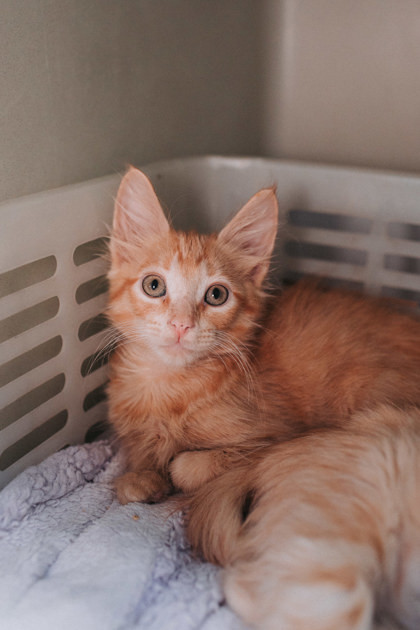 A Maplepetsmart West Ashley thumbnail 2