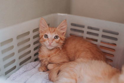 A Maplepetsmart West Ashley thumbnail 3