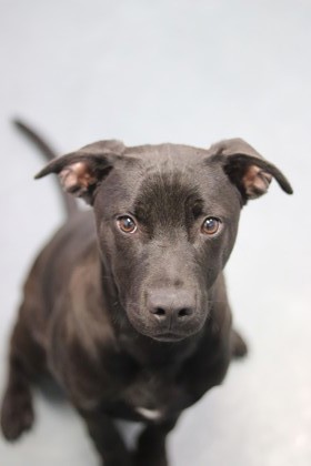 Pocus, an adoptable Mixed Breed in Walla Walla, WA, 99362 | Photo Image 1