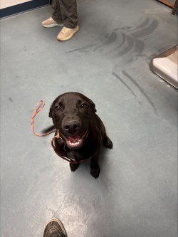 Pocus, an adoptable Mixed Breed in Walla Walla, WA, 99362 | Photo Image 2