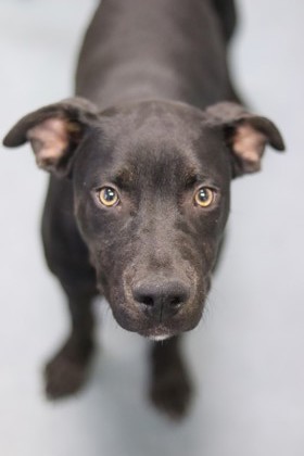 Hocus, an adoptable Mixed Breed in Walla Walla, WA, 99362 | Photo Image 1