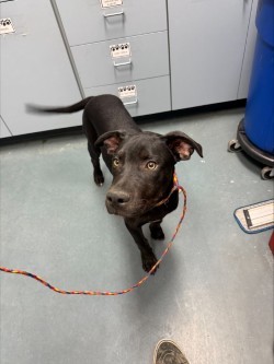 Hocus, an adoptable Mixed Breed in Walla Walla, WA, 99362 | Photo Image 2