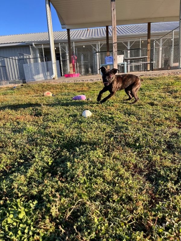 Savannah thumbnail 3