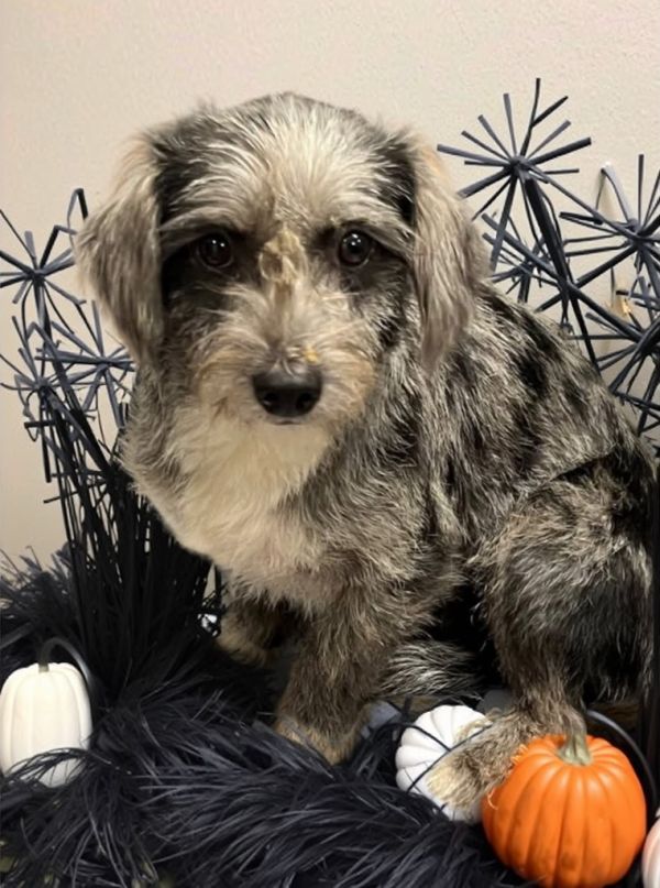 Camilla  Braylon thumbnail 2