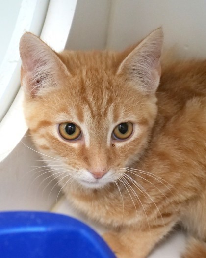 Malachite thumbnail 2