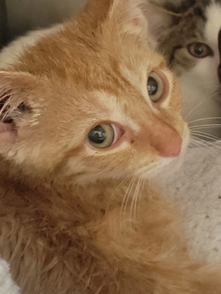 Malachite thumbnail 3