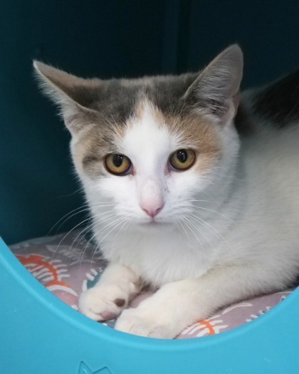 Opal Jewel thumbnail 2