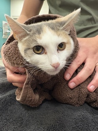 Opal Jewel thumbnail 3