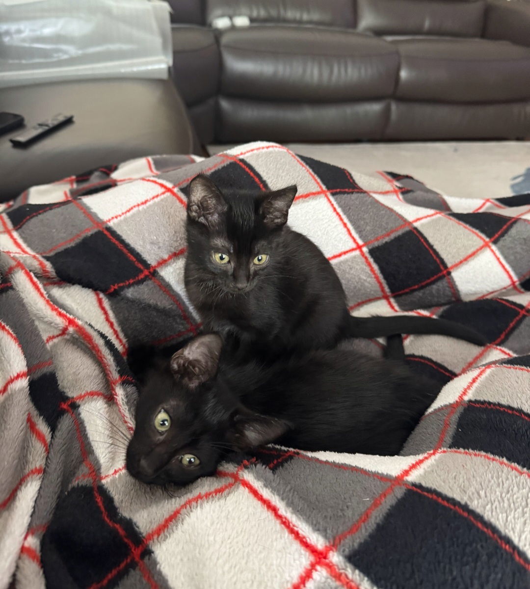Binx