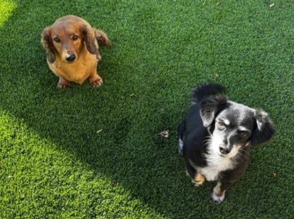 Gracie  Bonded With thumbnail 3