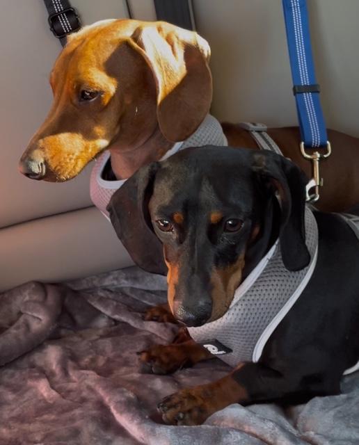 Shotgun  Bonded With photo 1