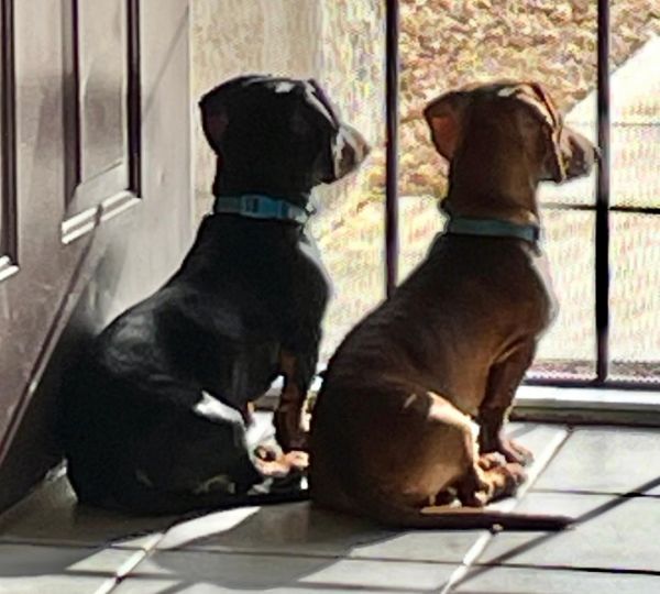 Shotgun  Bonded With thumbnail 2