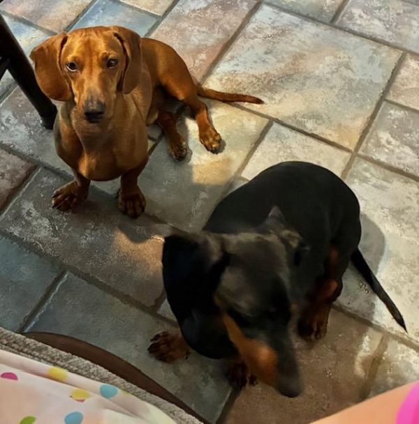 Shotgun  Bonded With thumbnail 3