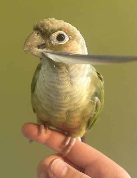 Bird