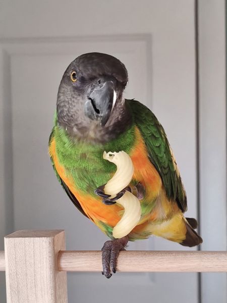 Bird
