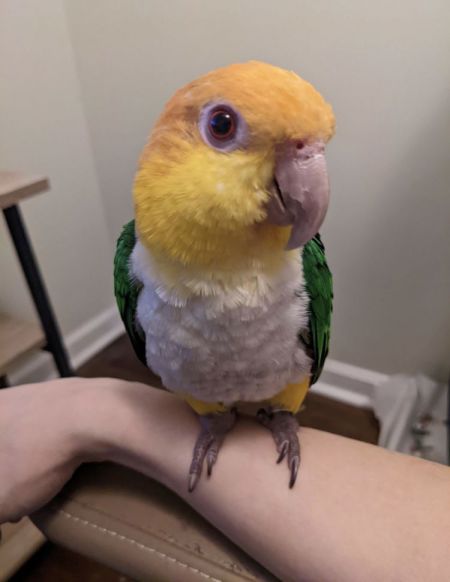 Bird